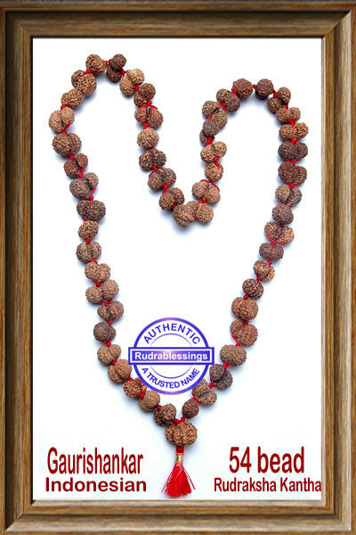 Gaurishanker Rudraksha Mala from Indonesia (54 +1 beads