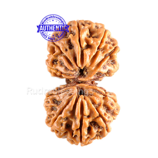 Gaurishanker  Nepalese Rudraksha Bead No. - 156