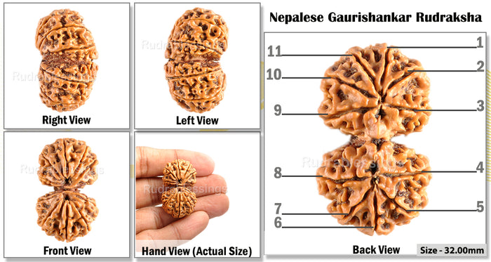 Gaurishanker  Nepalese Rudraksha Bead No. - 156