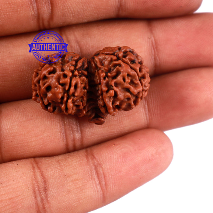 11 Mukhi Gaurishankar Rudraksha with Ganesha  - Bead No. 83A