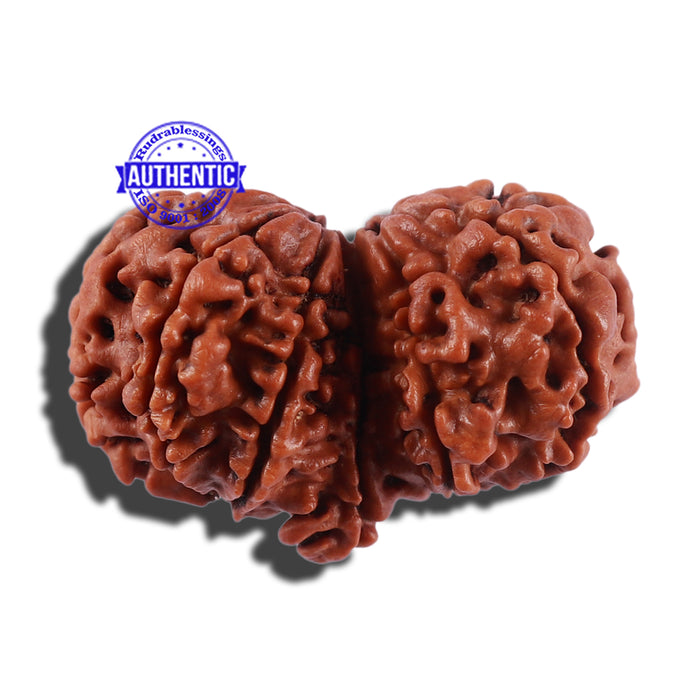 11 Mukhi Gaurishankar Rudraksha with Ganesha  - Bead No. 83A