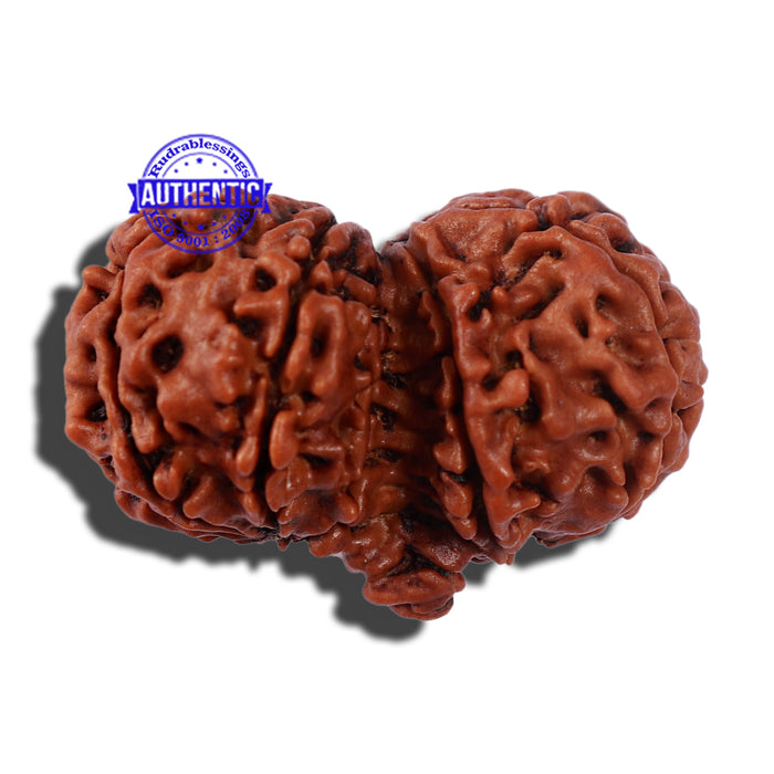 11 Mukhi Gaurishankar Rudraksha with Ganesha  - Bead No. 83A