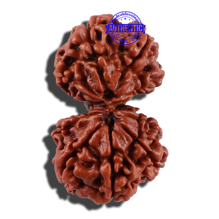 11 Mukhi Gaurishankar Rudraksha with Ganesha  - Bead No. 83A