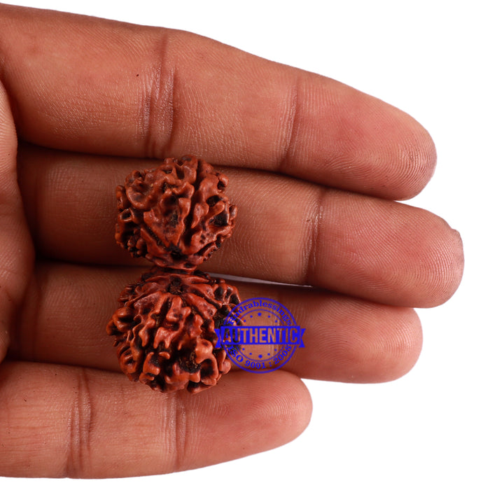 12 Mukhi Gaurishankar Rudraksha with Ganesha  - Bead No. 84A