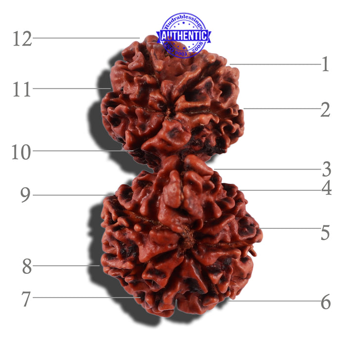 12 Mukhi Gaurishankar Rudraksha with Ganesha  - Bead No. 84A