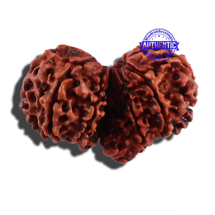 12 Mukhi Gaurishankar Rudraksha with Ganesha  - Bead No. 84A