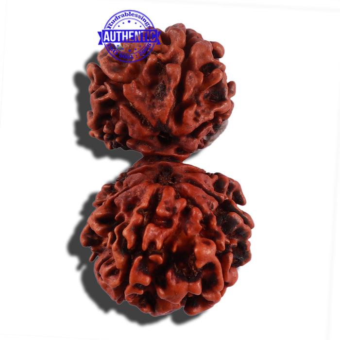 12 Mukhi Gaurishankar Rudraksha with Ganesha  - Bead No. 84A