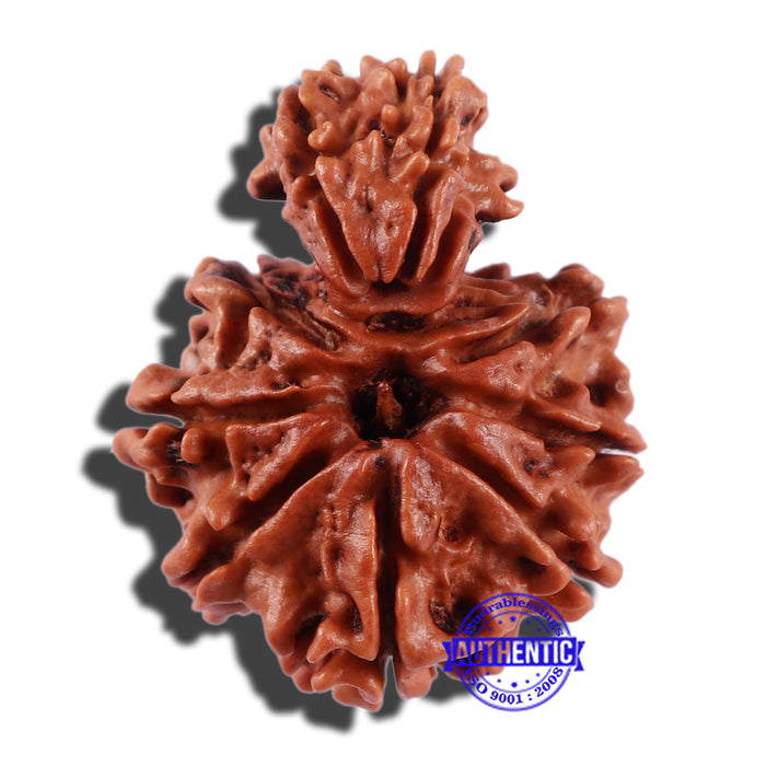 Gaurishanker  Nepalese Rudraksha Bead No. 86