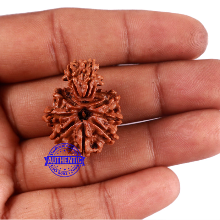 Gaurishanker  Nepalese Rudraksha Bead No. 86