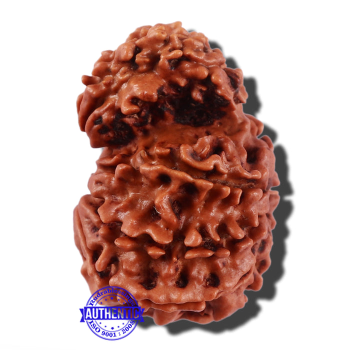 Gaurishanker  Nepalese Rudraksha Bead No. 86