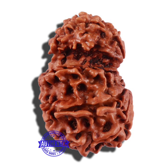 Gaurishanker  Nepalese Rudraksha Bead No. 86