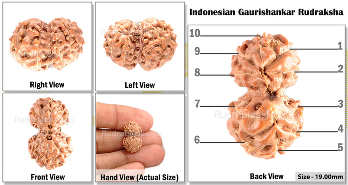 Gaurishanker Rudraksha from Indonesia - 86