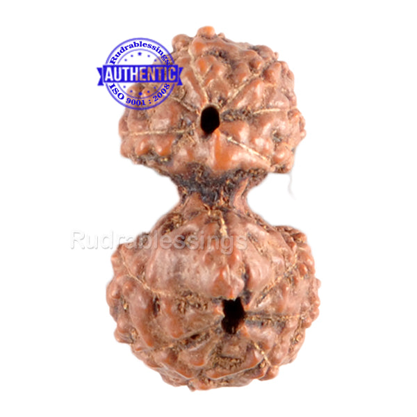 Gaurishanker Rudraksha from Indonesia - 89