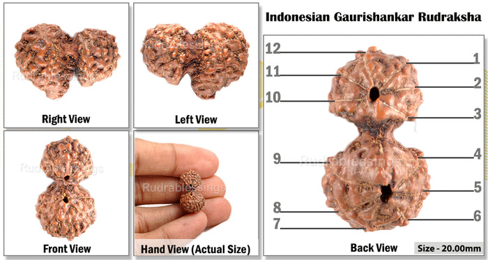 Gaurishanker Rudraksha from Indonesia - 89
