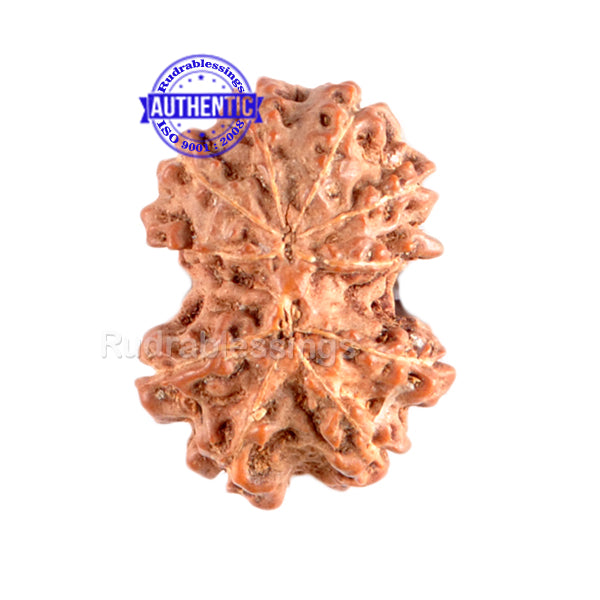 Gaurishanker Rudraksha from Indonesia - 96