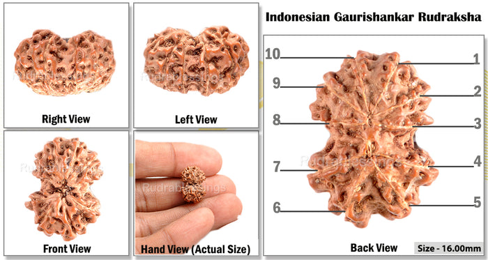 Gaurishanker Rudraksha from Indonesia - 96