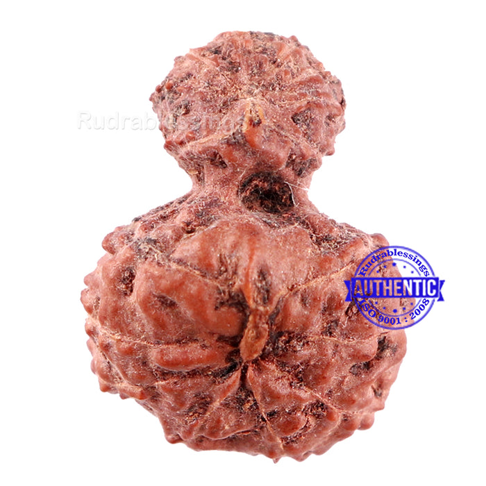 Indonesian Garbh Gauri Rudraksha - Bead No. 2