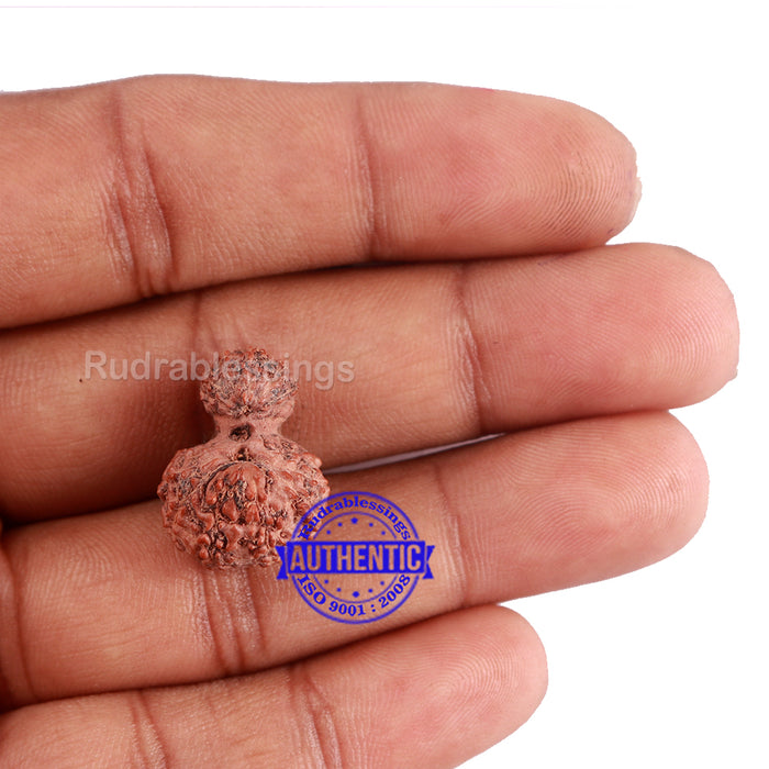 Indonesian Garbh Gauri Rudraksha - Bead No. 2