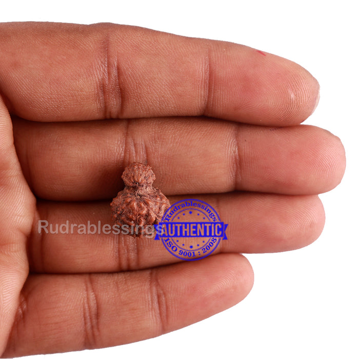 Indonesian Garbh Gauri Rudraksha - Bead No. 3