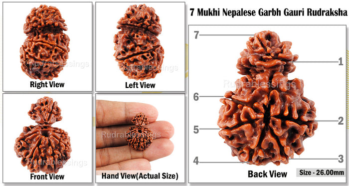 7 Mukhi Nepalese Garbh Gauri Rudraksha - Bead No. 15