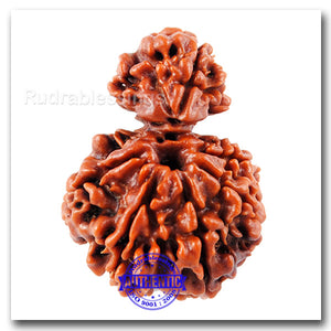 7 Mukhi Nepalese Garbh Gauri Rudraksha - Bead No. 15
