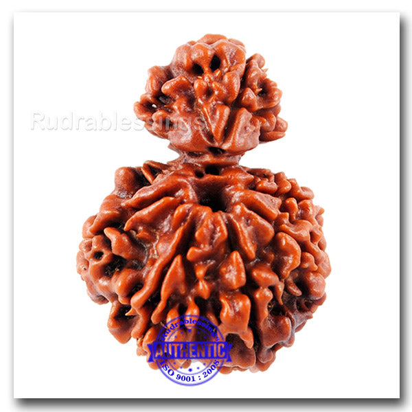 7 Mukhi Nepalese Garbh Gauri Rudraksha - Bead No. 15