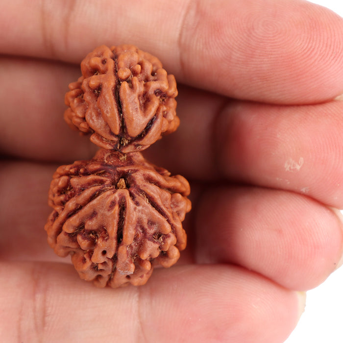 Gaurishanker  Nepalese Rudraksha Bead No. 28