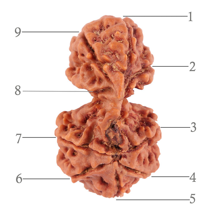 Gaurishanker  Nepalese Rudraksha Bead No. 28