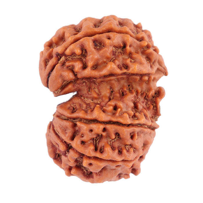 Gaurishanker  Nepalese Rudraksha Bead No. 28