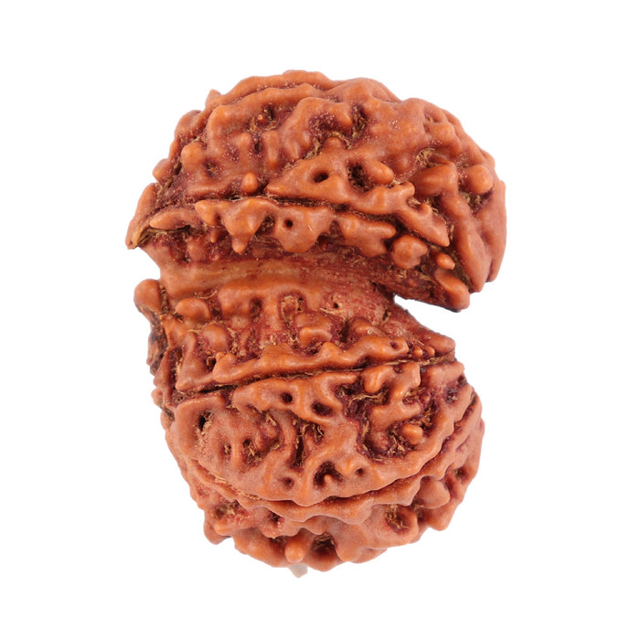 Gaurishanker  Nepalese Rudraksha Bead No. 28