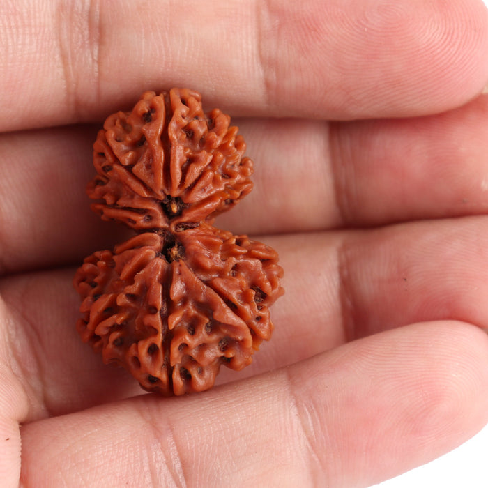 Gaurishanker  Nepalese Rudraksha Bead No. 29