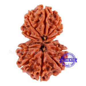 Gaurishanker  Nepalese Rudraksha Bead No. 29