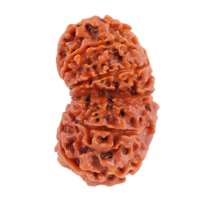 Gaurishanker  Nepalese Rudraksha Bead No. 29