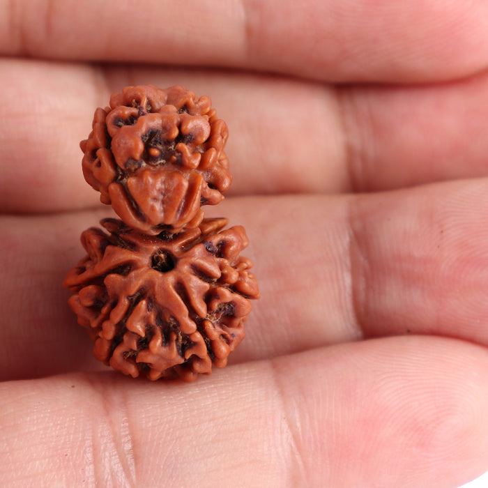 Gaurishanker  Nepalese Rudraksha Bead No. 33