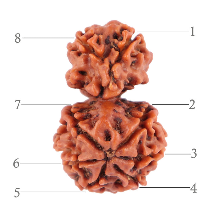 Gaurishanker  Nepalese Rudraksha Bead No. 33
