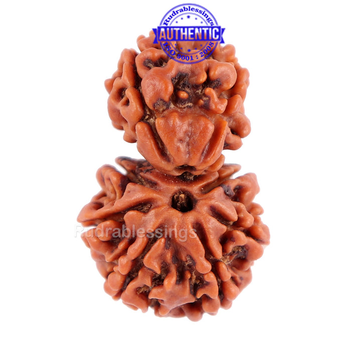 Gaurishanker  Nepalese Rudraksha Bead No. 33