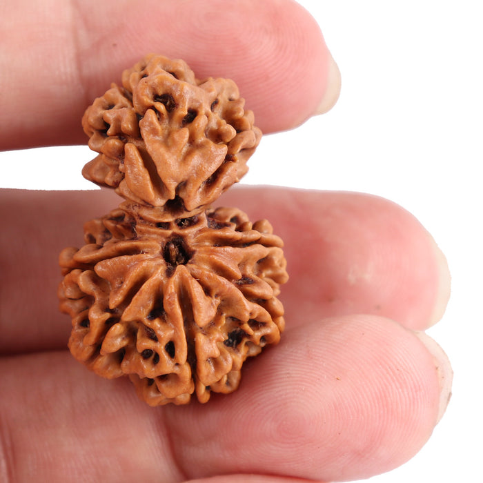 Gaurishanker  Nepalese Rudraksha Bead No. 39