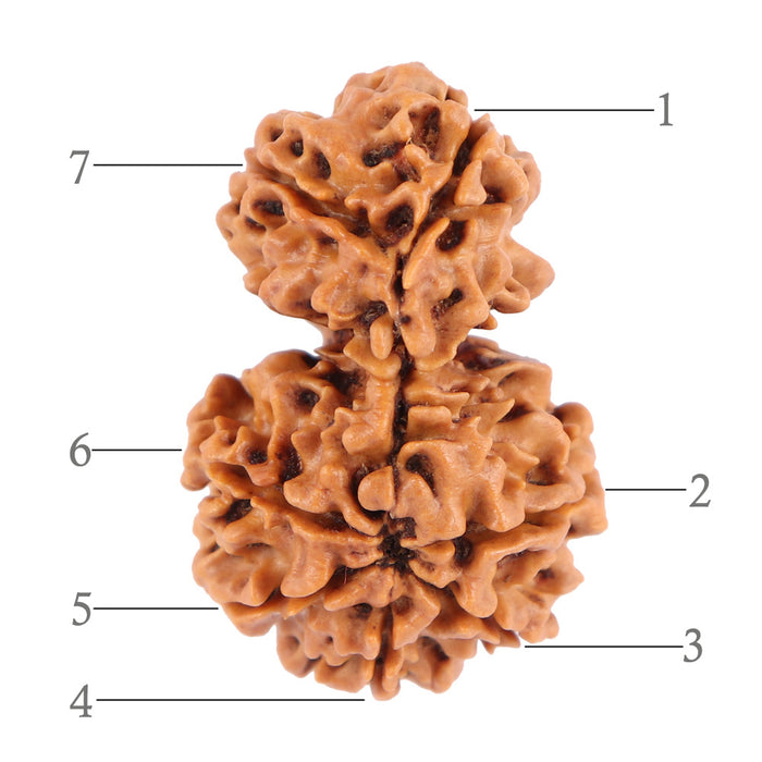 Gaurishanker  Nepalese Rudraksha Bead No. 39