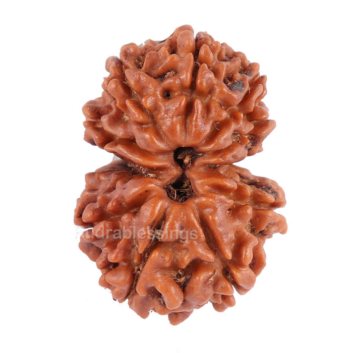 Gaurishanker  Nepalese Rudraksha Bead No. 44