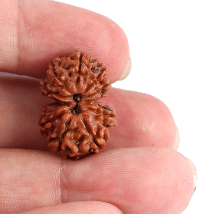Gaurishanker  Nepalese Rudraksha Bead No. 44