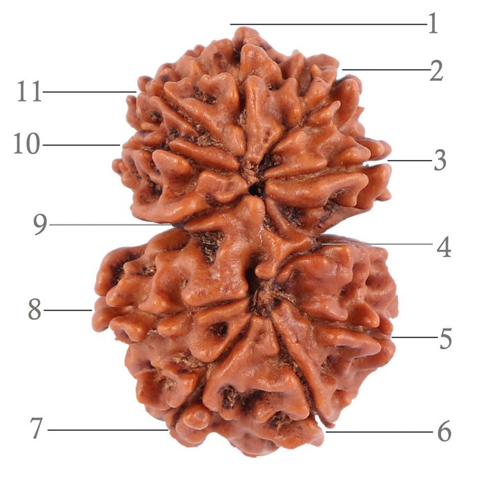 Gaurishanker  Nepalese Rudraksha Bead No. 44