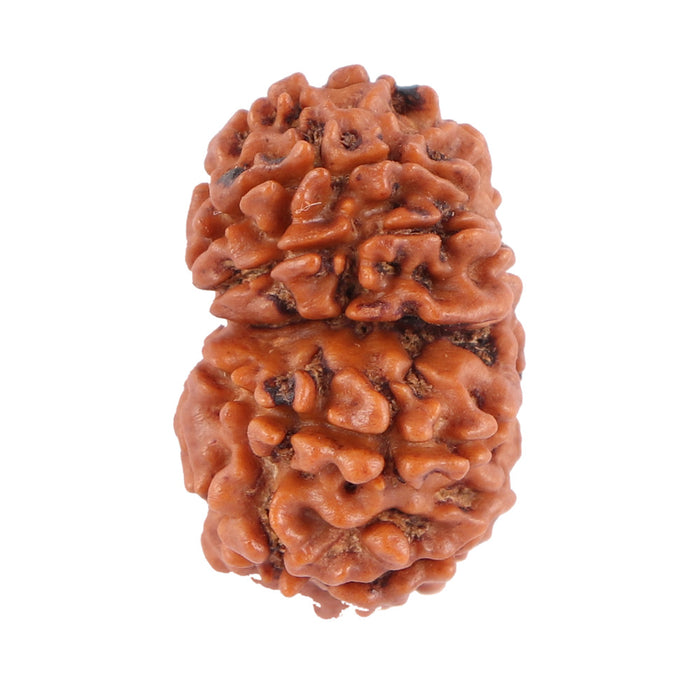 Gaurishanker  Nepalese Rudraksha Bead No. 44