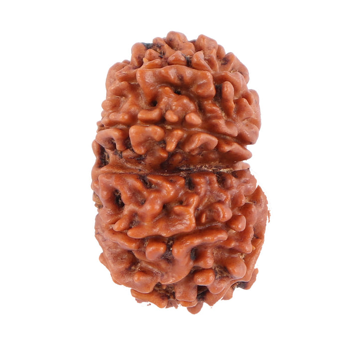 Gaurishanker  Nepalese Rudraksha Bead No. 44
