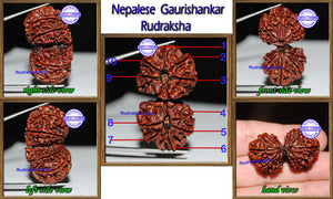 Gaurishanker Nepalese Rudraksha - Bead No. 51