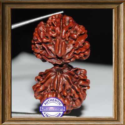 Gaurishanker Nepalese Rudraksha - Bead No. 51