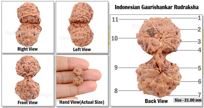 Gaurishanker Rudraksha from Indonesia - 73