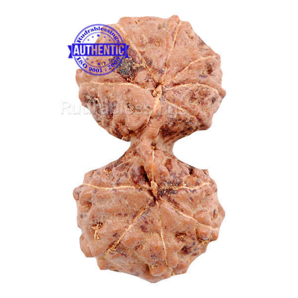 Gaurishanker Rudraksha from Indonesia - 73