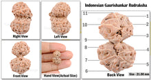 Load image into Gallery viewer, Gaurishanker Rudraksha from Indonesia - 74
