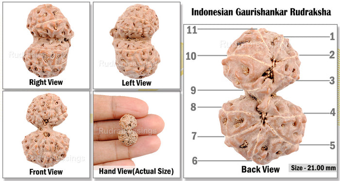 Gaurishanker Rudraksha from Indonesia - 74