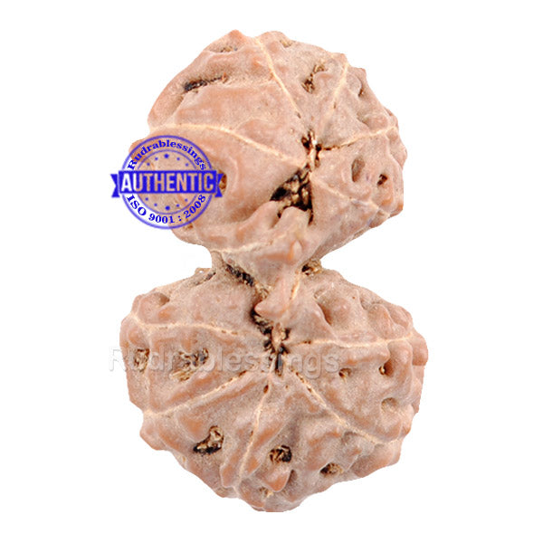 Gaurishanker Rudraksha from Indonesia - 74